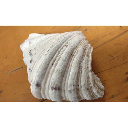 24 - Antique Clam shell, 19cm wide