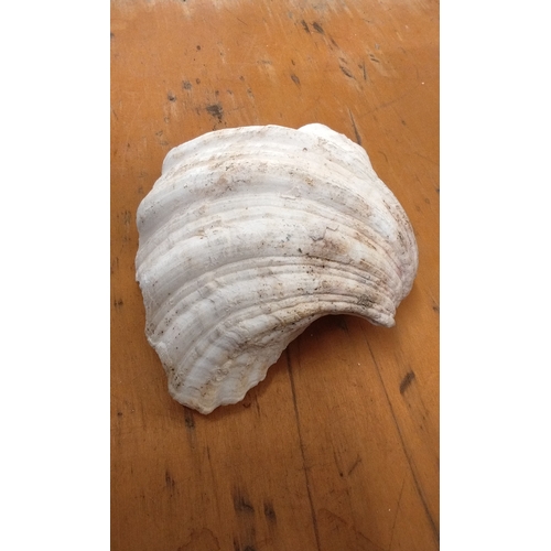 28 - Antique Clam shell, 18cm wide