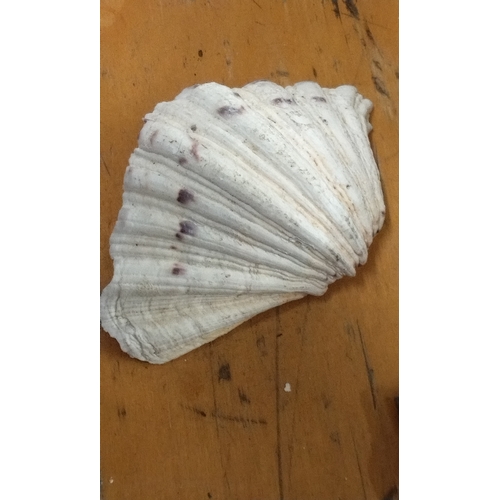 31 - Antique  Clam shell, 18cm wide