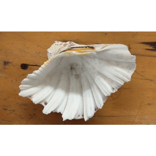 24 - Antique Clam shell, 19cm wide