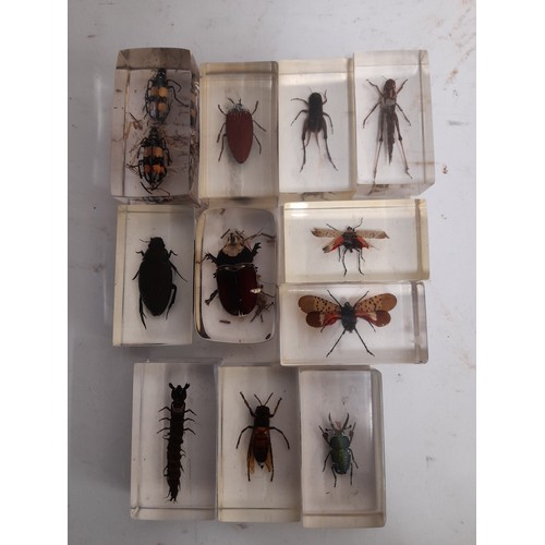 663 - 11 x Insects encased in clear resin