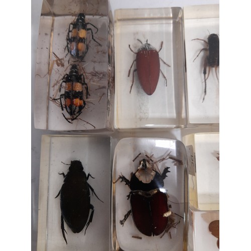 663 - 11 x Insects encased in clear resin