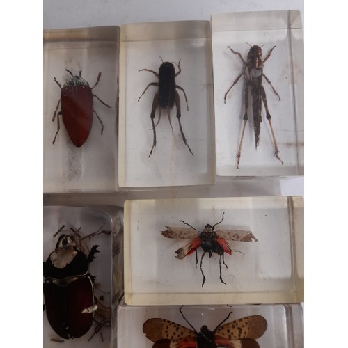 663 - 11 x Insects encased in clear resin