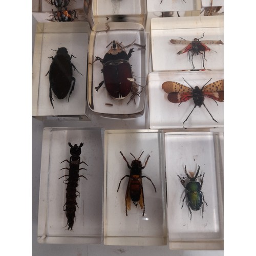 663 - 11 x Insects encased in clear resin