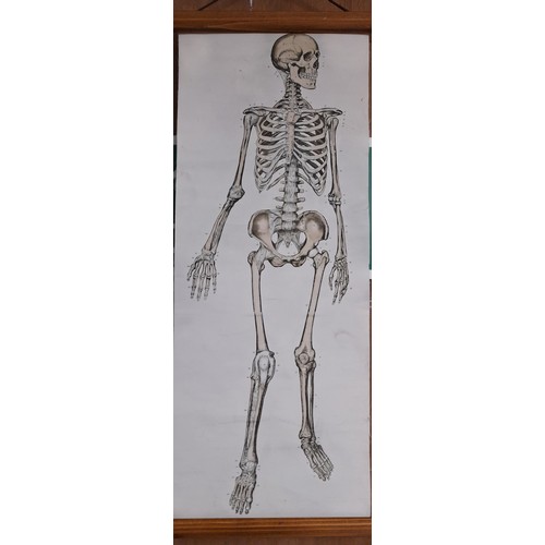 664 - Canvas wall hanging poster of a Skeleton, 53cm x 22cm