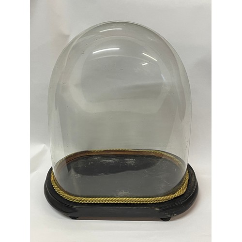 21 - Vintage Taxidermists Glass Dome . 38 cms High