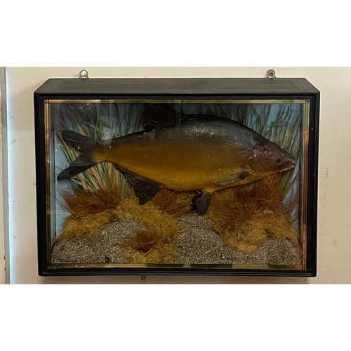 139 - Cased Taxidermy Bream In Naturalistic Setting