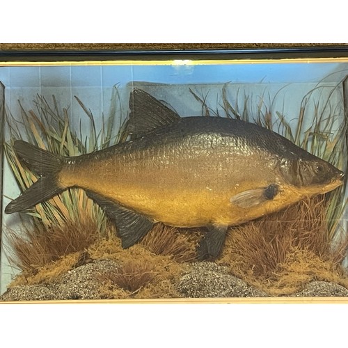 139 - Cased Taxidermy Bream In Naturalistic Setting