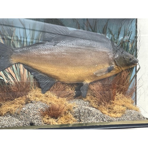 139 - Cased Taxidermy Bream In Naturalistic Setting