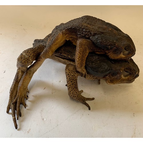 138 - Very Unusual Taxidermy Model Of Mating American Frogs
20 x 26 x 12 cms h