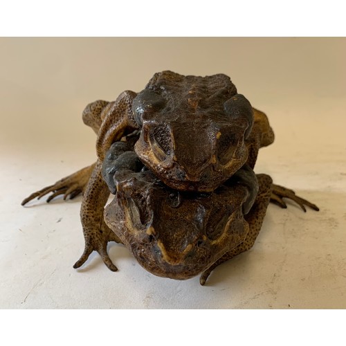 138 - Very Unusual Taxidermy Model Of Mating American Frogs
20 x 26 x 12 cms h