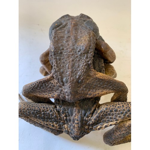 138 - Very Unusual Taxidermy Model Of Mating American Frogs
20 x 26 x 12 cms h