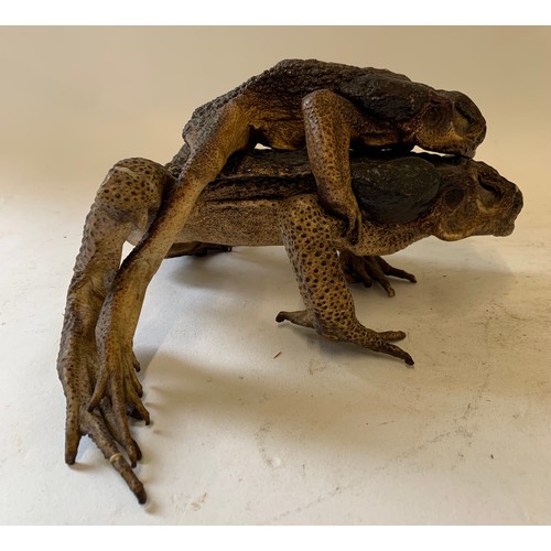 138 - Very Unusual Taxidermy Model Of Mating American Frogs
20 x 26 x 12 cms h