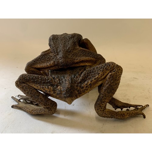 138 - Very Unusual Taxidermy Model Of Mating American Frogs
20 x 26 x 12 cms h