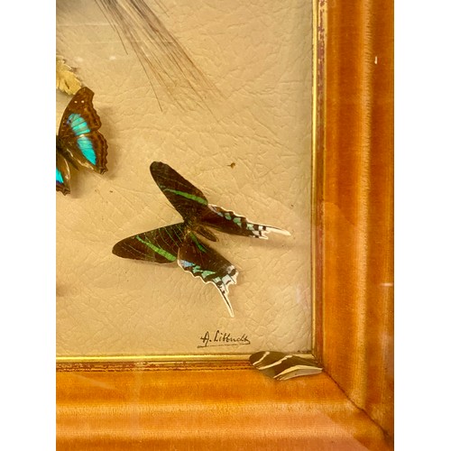 203 - Vintage Framed Continental Diorama With Antique Butterflies 72.5cm x 61.5cm x 6cm