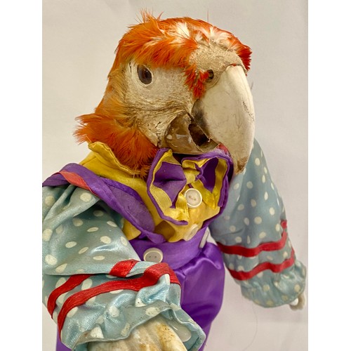 240 - Vintage Macabre Amalgamated Taxidermy Oddity of a Parrots Head on Clown Doll Body 37cm Height