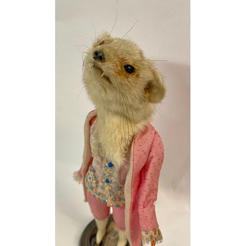 242 - Vintage Macabre Amalgamated Taxidermy Oddity of a Ferret Head on Regally Dressed Doll Body, Raised o... 