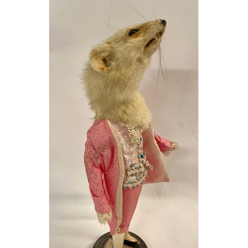 242 - Vintage Macabre Amalgamated Taxidermy Oddity of a Ferret Head on Regally Dressed Doll Body, Raised o... 