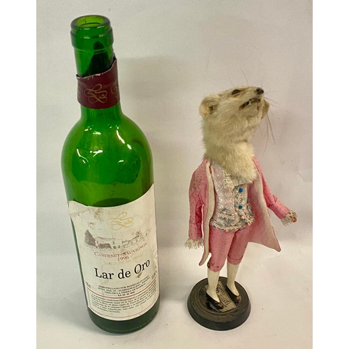 242 - Vintage Macabre Amalgamated Taxidermy Oddity of a Ferret Head on Regally Dressed Doll Body, Raised o... 