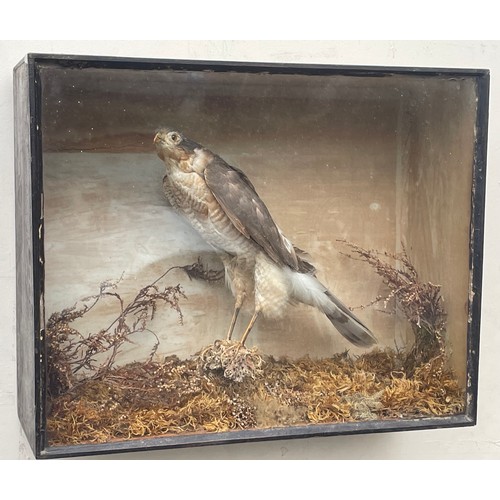 269 - Antique Cased Taxidermy Hawk. George Johnson To Reverse.
45 x 16 x 36 cms h