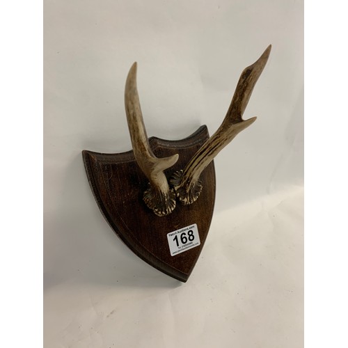 168 - Taxidermy 4 Point Horns Of Roebuck On Wooden Shield Back