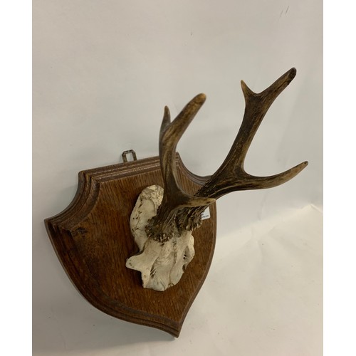 169 - Similar To Previous Lot
Taxidermy Roebuck 6 Point Horns On Wooden Shield Back