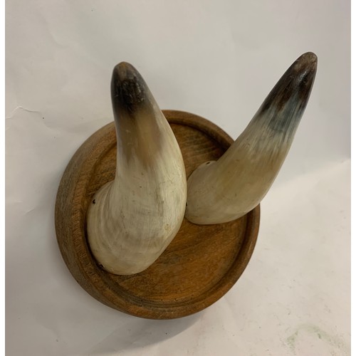 101 - Vintage Taxidermy Cow Horn Coat Hook On Round Wooden Back
18 cms diameter