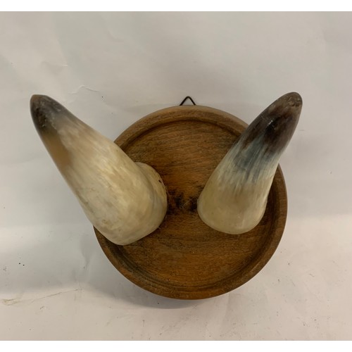 101 - Vintage Taxidermy Cow Horn Coat Hook On Round Wooden Back
18 cms diameter