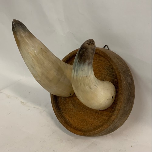 101 - Vintage Taxidermy Cow Horn Coat Hook On Round Wooden Back
18 cms diameter