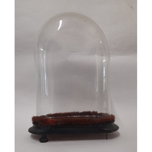 339 - Glass Dome on base, internal measurements, 30cm x 21cm x 12cm