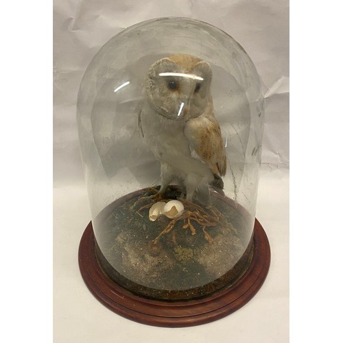 309 - Taxidermy Barn Owl in Vintage Glass Dome 41cm Height