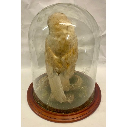 309 - Taxidermy Barn Owl in Vintage Glass Dome 41cm Height