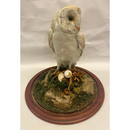 309 - Taxidermy Barn Owl in Vintage Glass Dome 41cm Height