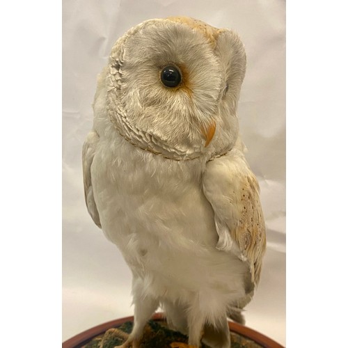 309 - Taxidermy Barn Owl in Vintage Glass Dome 41cm Height