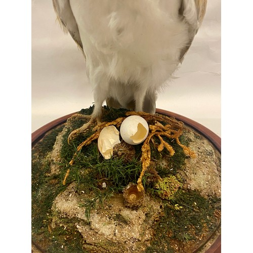 309 - Taxidermy Barn Owl in Vintage Glass Dome 41cm Height