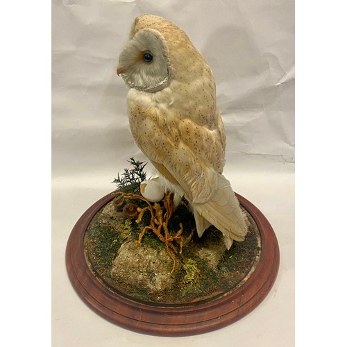 309 - Taxidermy Barn Owl in Vintage Glass Dome 41cm Height