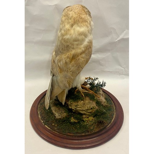 309 - Taxidermy Barn Owl in Vintage Glass Dome 41cm Height