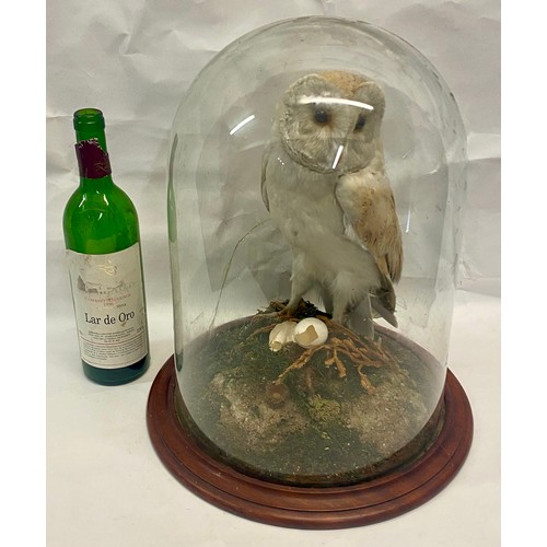 309 - Taxidermy Barn Owl in Vintage Glass Dome 41cm Height