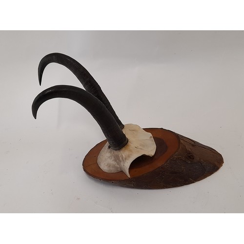 448 - Mounted Taxidermy Chamois Antlers , total length 27cm