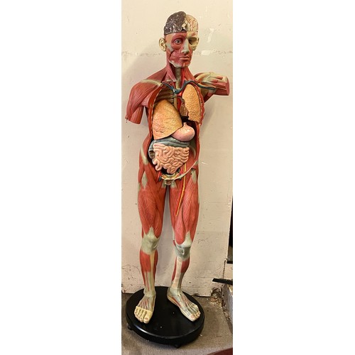 308 - Rare Full Size Continental Anatomical Educational Figure Of A Male.