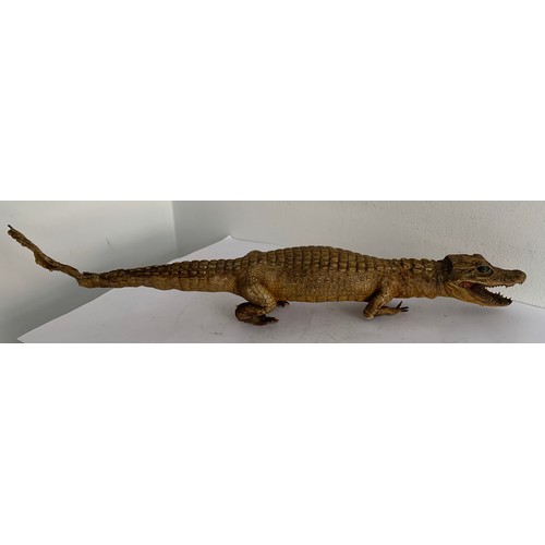 100 - Taxidermy Model Of A Crocodile
48 cms in length