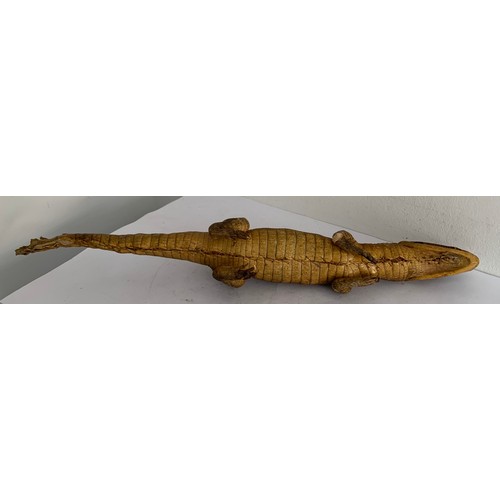 100 - Taxidermy Model Of A Crocodile
48 cms in length