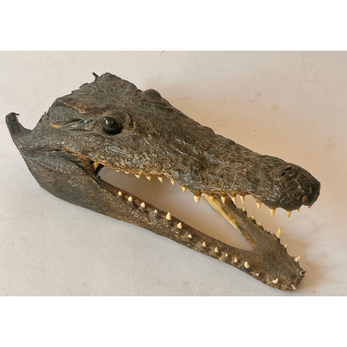 414 - Taxidermy Head of a crocodile. 24cm x 10cm.