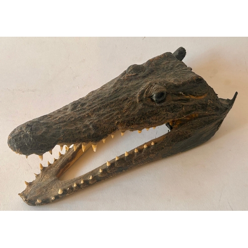 414 - Taxidermy Head of a crocodile. 24cm x 10cm.