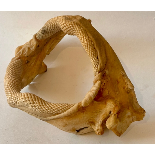 415 - Taxidermy Stingray Jaw. 22cm x 14cm x 13cm.