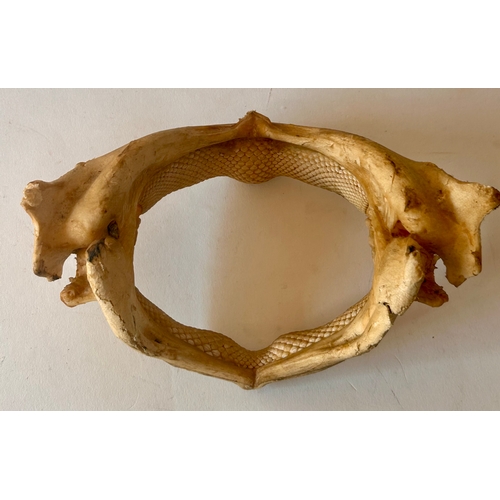 415 - Taxidermy Stingray Jaw. 22cm x 14cm x 13cm.