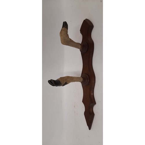 418 - Taxidermy Deer Foot Coat Hanger, 52cm long