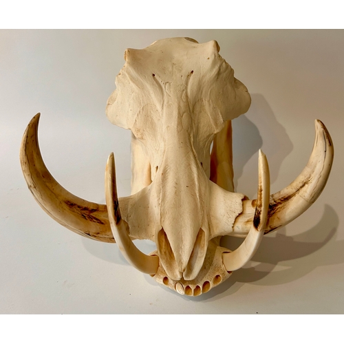 442 - Taxidermy Full size Skull of a Warthog. 33cm x 29xm x 23cm.