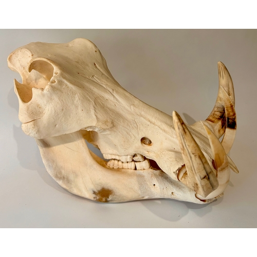 442 - Taxidermy Full size Skull of a Warthog. 33cm x 29xm x 23cm.