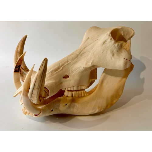 442 - Taxidermy Full size Skull of a Warthog. 33cm x 29xm x 23cm.